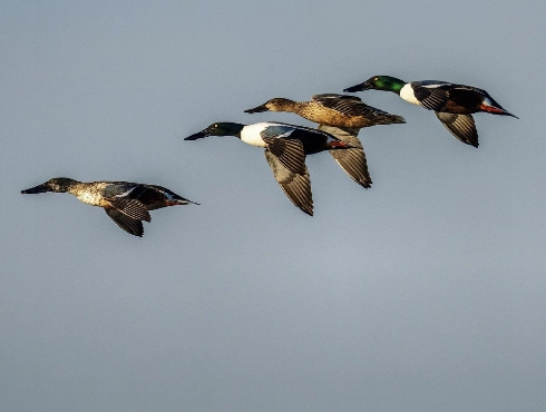 Northern Shoveler